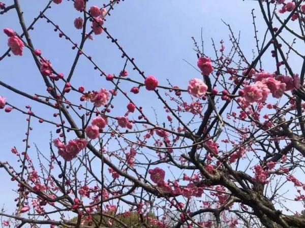 上海樱花盛放最佳赏花期已到！但这个老问题能解决吗？