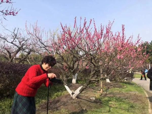 上海樱花盛放!又见“树霸拍摄”,网友吐槽:挺好看的树下“长”满了人…… 上海樱花盛放!又见“树霸拍摄”,网友吐槽:挺好看的树下“长”满了人……