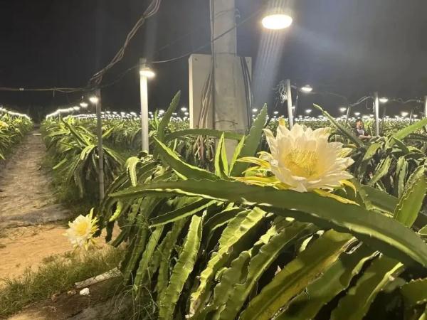 海南版浪漫星海！火龙果开花原来这么美