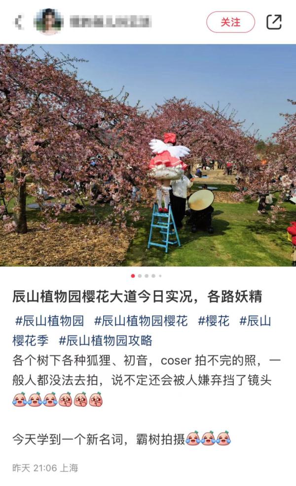 上海樱花盛放最佳赏花期已到！但这个老问题能解决吗？