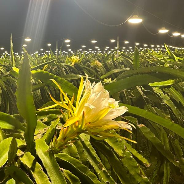 海南版浪漫星海！火龙果开花原来这么美