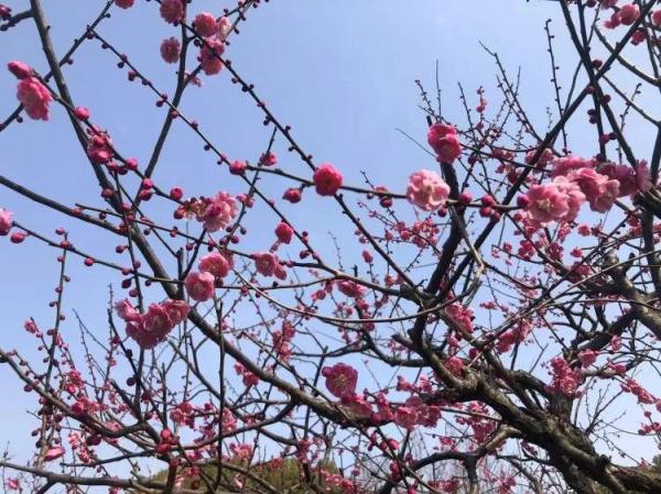 上海樱花盛放!又见“树霸拍摄”,网友吐槽:挺好看的树下“长”满了人…… 上海樱花盛放!又见“树霸拍摄”,网友吐槽:挺好看的树下“长”满了人……