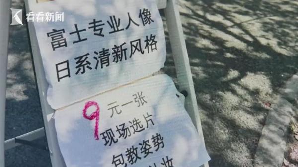 上海樱花盛放最佳赏花期已到！但这个老问题能解决吗？