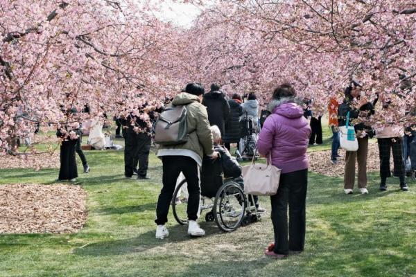 上海樱花盛放!又见“树霸拍摄”,网友吐槽:挺好看的树下“长”满了人…… 上海樱花盛放!又见“树霸拍摄”,网友吐槽:挺好看的树下“长”满了人……