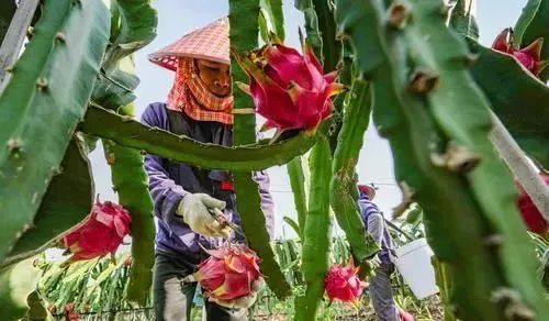 海南版浪漫星海！火龙果开花原来这么美