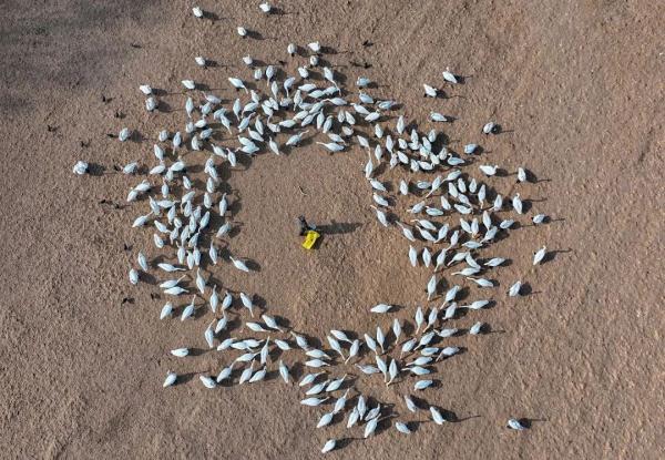 山西平陆:湿地天鹅享春光 山西平陆:湿地天鹅享春光