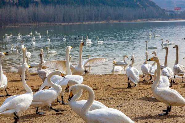 山西平陆:湿地天鹅享春光 山西平陆:湿地天鹅享春光