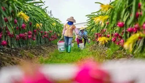 海南版浪漫星海！火龙果开花原来这么美