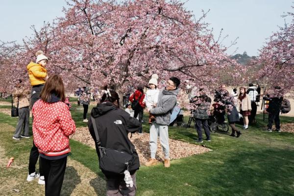 上海樱花盛放!又见“树霸拍摄”,网友吐槽:挺好看的树下“长”满了人…… 上海樱花盛放!又见“树霸拍摄”,网友吐槽:挺好看的树下“长”满了人……