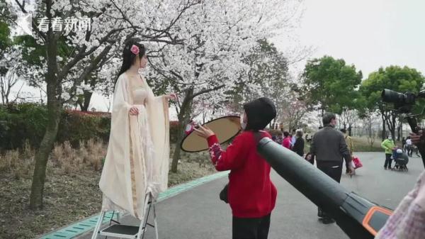 上海樱花盛放最佳赏花期已到！但这个老问题能解决吗？