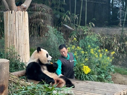 泪目!姜爷爷给福宝送油菜花束 泪目!姜爷爷给福宝送油菜花束