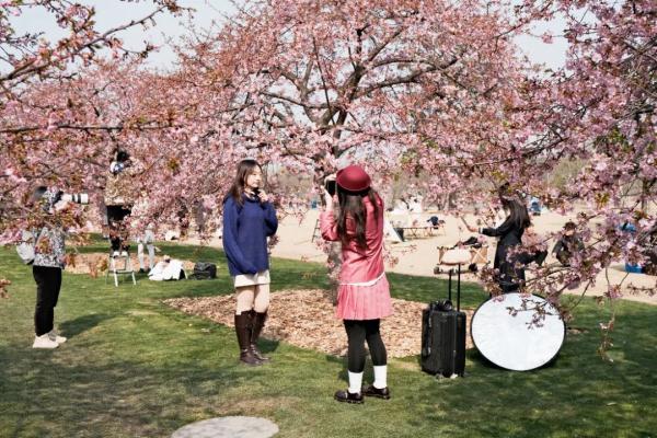 上海樱花盛放!又见“树霸拍摄”,网友吐槽:挺好看的树下“长”满了人…… 上海樱花盛放!又见“树霸拍摄”,网友吐槽:挺好看的树下“长”满了人……