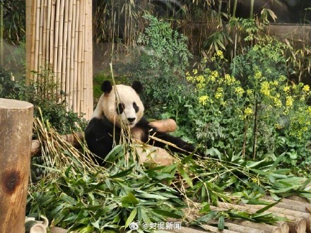 泪目!姜爷爷给福宝送油菜花束 泪目!姜爷爷给福宝送油菜花束