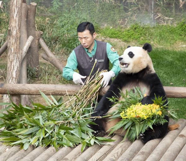 大熊猫“福宝”在韩国最后一次公开亮相