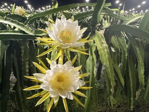 海南版浪漫星海！火龙果开花原来这么美