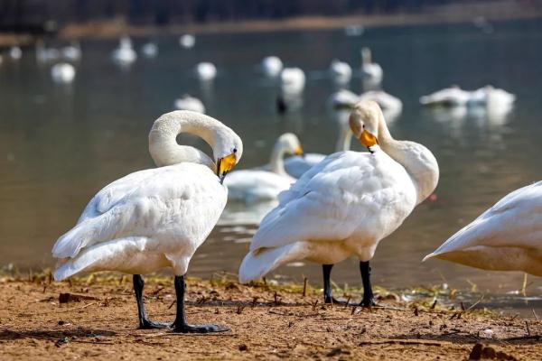 山西平陆:湿地天鹅享春光 山西平陆:湿地天鹅享春光