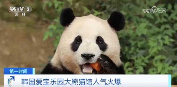 “顶流明星”即将返回中国！韩国民众排队近4小时，只为再见一面