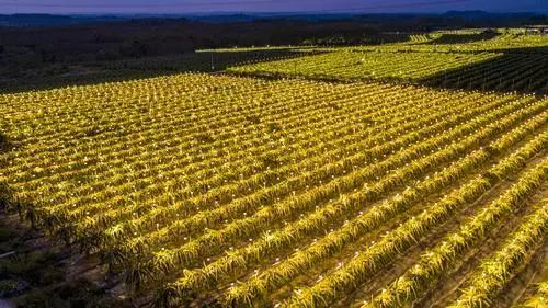 海南版浪漫星海！火龙果开花原来这么美
