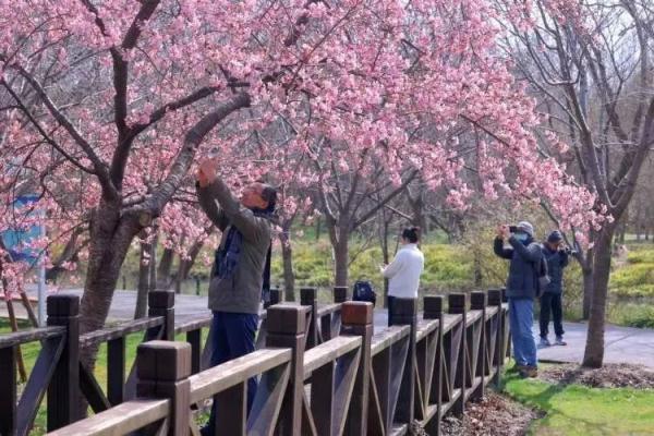 上海樱花盛放最佳赏花期已到！但这个老问题能解决吗？