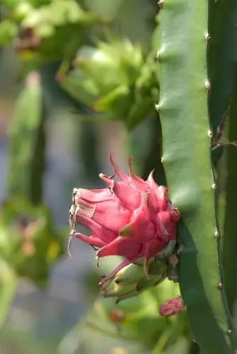 海南版浪漫星海！火龙果开花原来这么美
