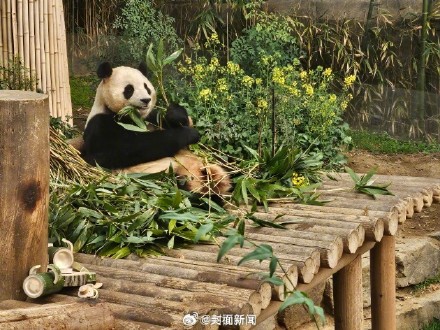 泪目!姜爷爷给福宝送油菜花束 泪目!姜爷爷给福宝送油菜花束