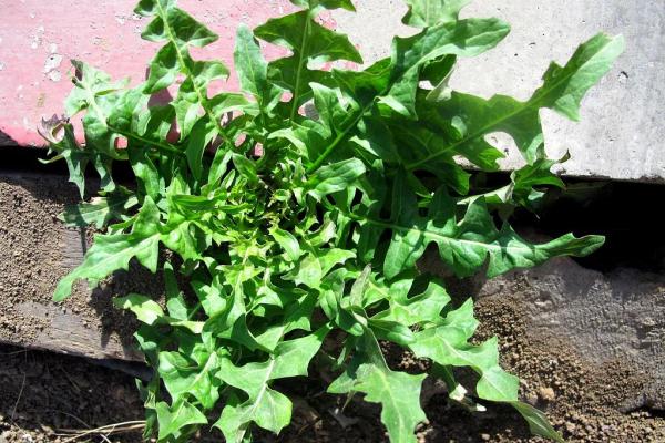 这5种野菜千万别吃，转告家里的老人，别再当成“宝”了！