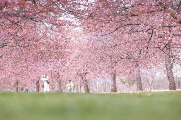 上海樱花盛放最佳赏花期已到！但这个老问题能解决吗？