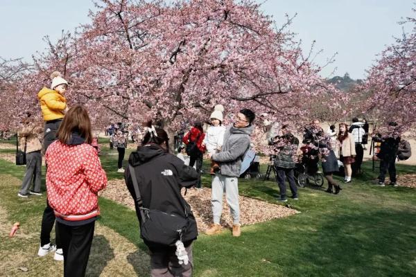 上海樱花盛放最佳赏花期已到！但这个老问题能解决吗？