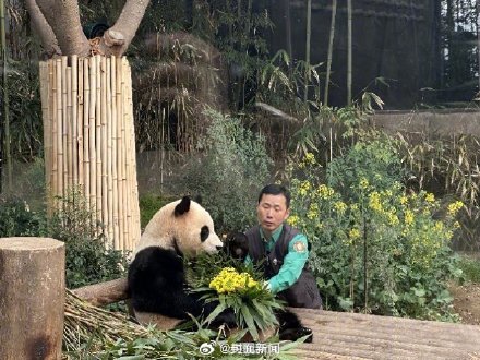 泪目!姜爷爷给福宝送油菜花束 泪目!姜爷爷给福宝送油菜花束