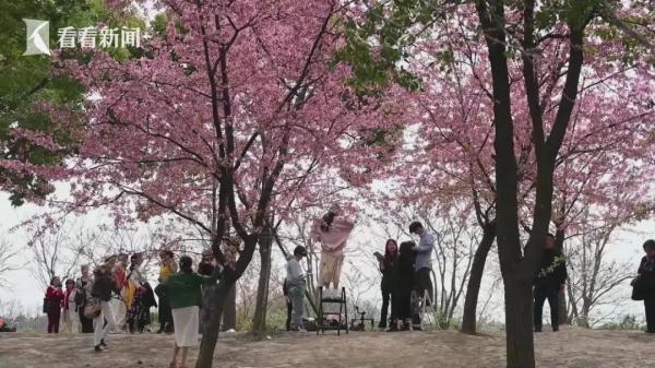 上海樱花盛放最佳赏花期已到！但这个老问题能解决吗？