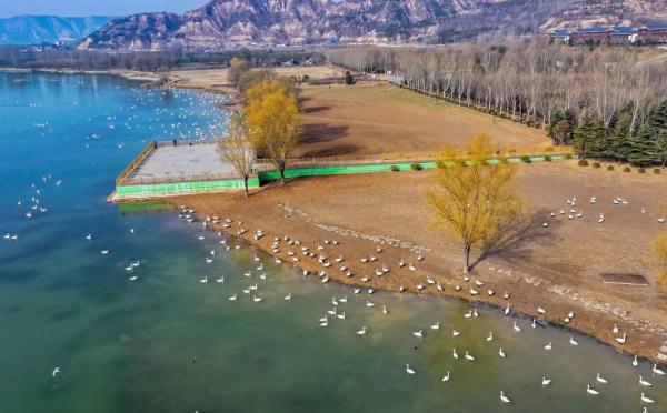 山西平陆:湿地天鹅享春光 山西平陆:湿地天鹅享春光