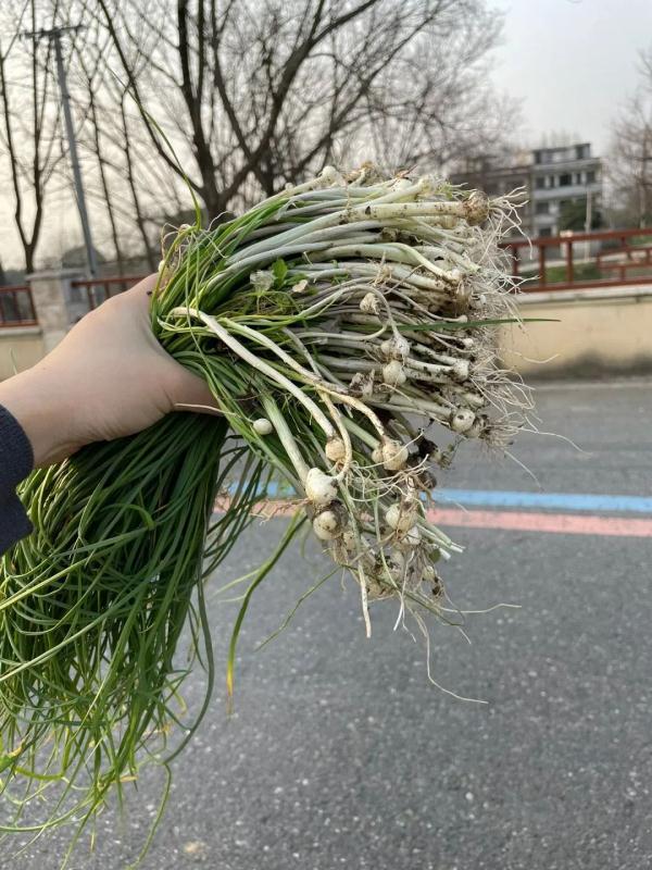 杭州网友爆料：一不小心挖到宝