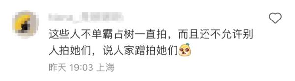 上海樱花盛放最佳赏花期已到！但这个老问题能解决吗？