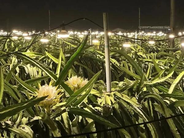 海南版浪漫星海！火龙果开花原来这么美