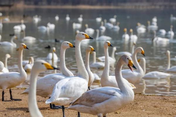 山西平陆:湿地天鹅享春光 山西平陆:湿地天鹅享春光