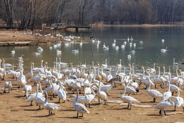 山西平陆:湿地天鹅享春光 山西平陆:湿地天鹅享春光