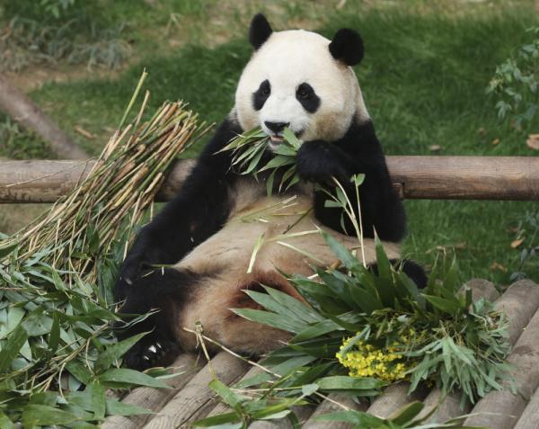 大熊猫“福宝”在韩国最后一次公开亮相