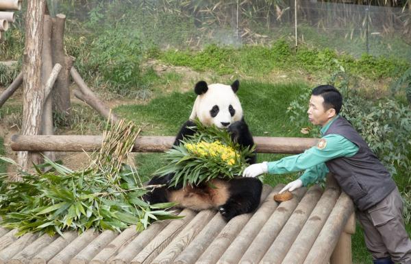 大熊猫“福宝”在韩国最后一次公开亮相