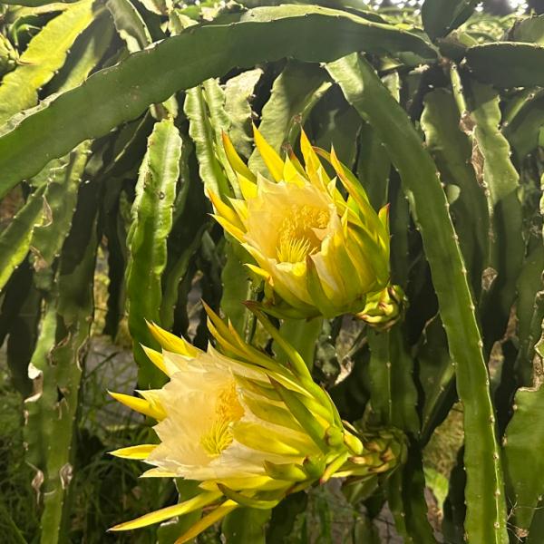 海南版浪漫星海！火龙果开花原来这么美