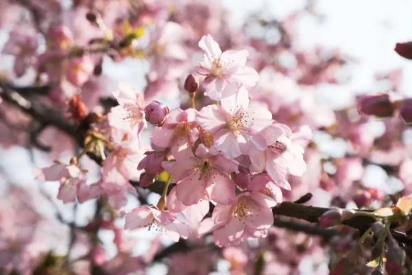 上海樱花盛放最佳赏花期已到！但这个老问题能解决吗？