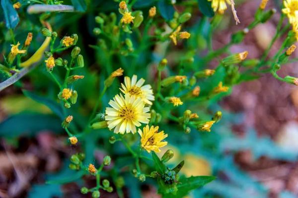 这5种野菜千万别吃，转告家里的老人，别再当成“宝”了！
