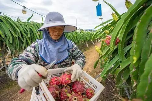 海南版浪漫星海！火龙果开花原来这么美