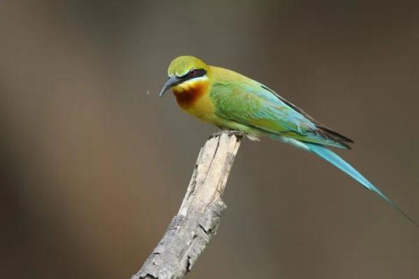 寸土寸金的摩天大楼间建起鸟类保护区,这座城市图什么? 寸土寸金的摩天大楼间建起鸟类保护区,这座城市图什么?