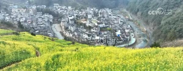 油菜花开引客来 春风吹暖“花经济”