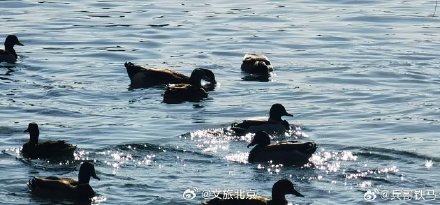 春江水暖鸭先知 玉渊潭里的小鸭子出来活动啦