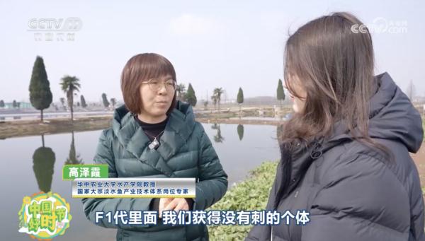 “无刺”草鱼来了!口感怎么样? “无刺”草鱼来了!口感怎么样?