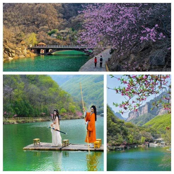 女士免票！男士半价！三月新乡南太行山桃花海等你来