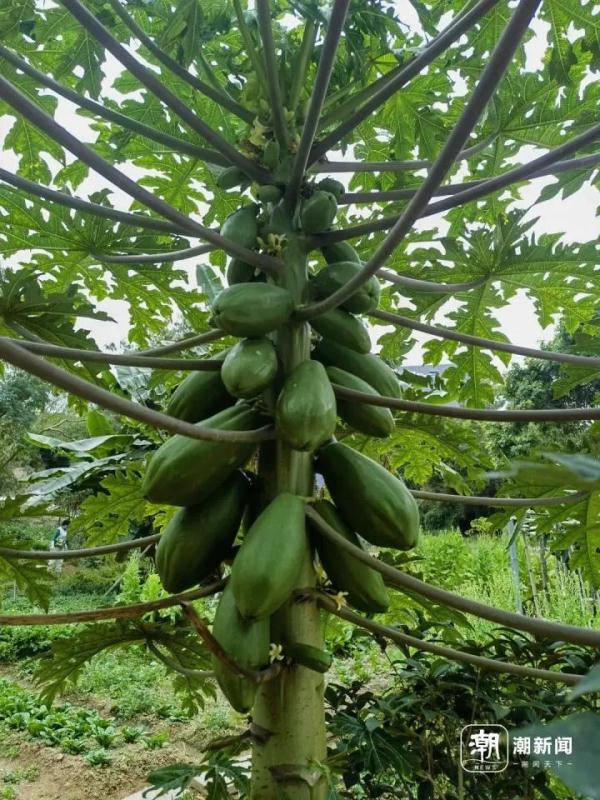 寸土寸金的摩天大楼间建起鸟类保护区,这座城市图什么? 寸土寸金的摩天大楼间建起鸟类保护区,这座城市图什么?