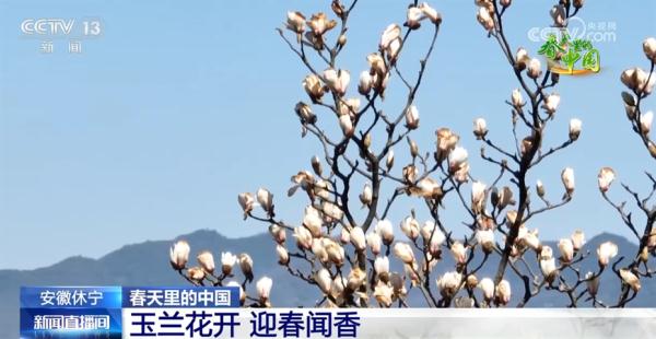 春日盛景画卷繁花似锦醉游人 春天里的中国“万紫千红”振奋人心 春日盛景画卷繁花似锦醉游人 春天里的中国“万紫千红”振奋人心