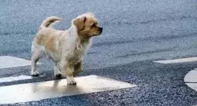 宠物犬横穿马路导致交通事故，责任谁担？